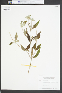 Mentha x gracilis image