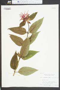 Monarda didyma image