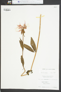 Monarda didyma image