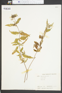 Monarda punctata image