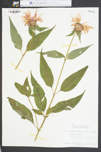 Monarda didyma image