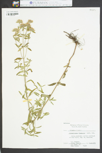 Pycnanthemum flexuosum image