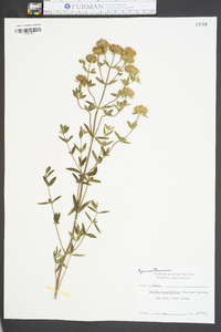 Pycnanthemum flexuosum image