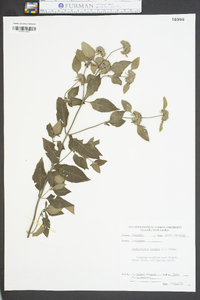 Pycnanthemum incanum image