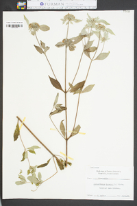 Pycnanthemum incanum image