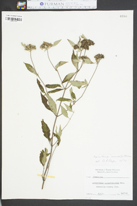 Pycnanthemum incanum image