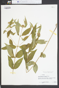 Pycnanthemum montanum image