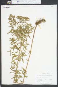 Pycnanthemum muticum image