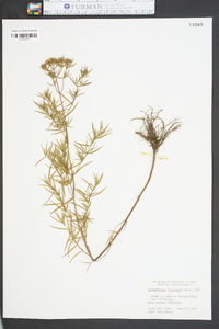 Pycnanthemum flexuosum image