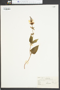 Salvia urticifolia image