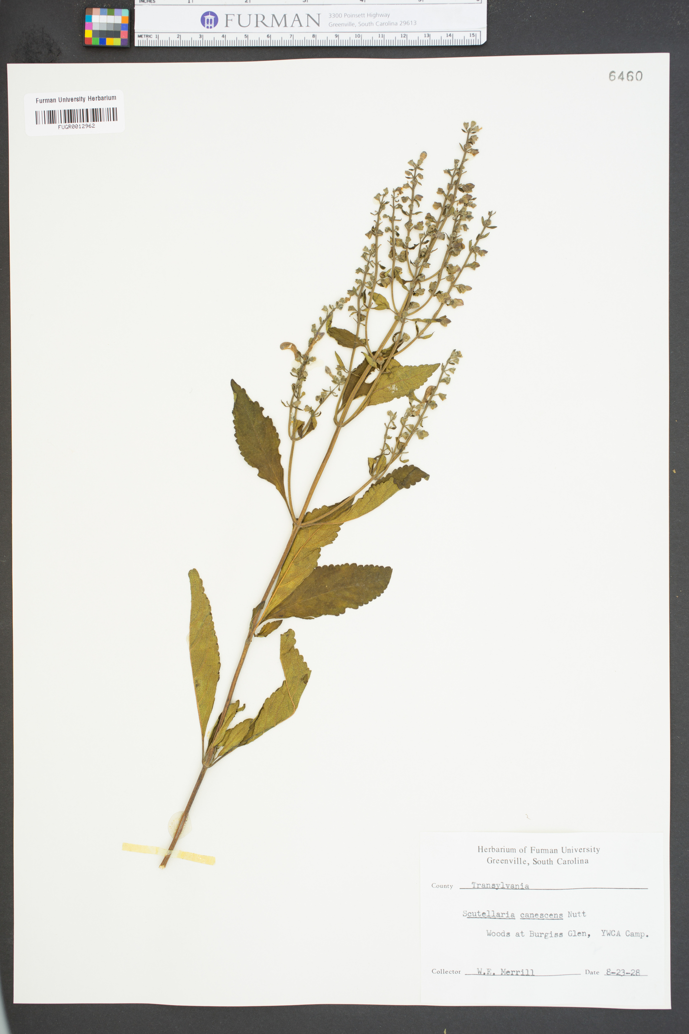 Scutellaria canescens image