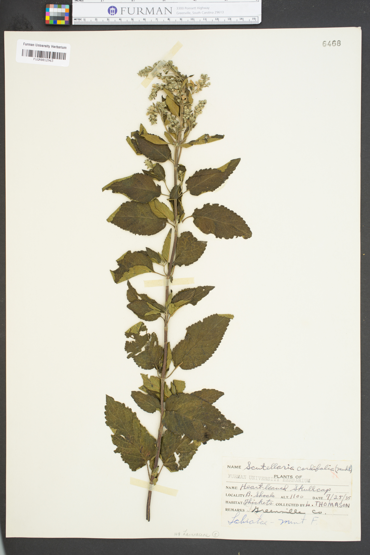 Scutellaria cordifolia image