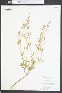 Scutellaria integrifolia var. hispida image