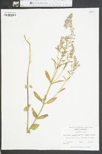 Scutellaria integrifolia var. hispida image