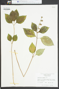 Scutellaria serrata image