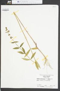 Stachys hyssopifolia var. ambigua image