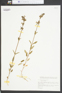 Stachys floridana image