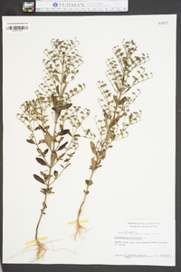 Trichostema dichotomum image