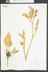 Datura stramonium image