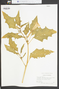 Datura stramonium image