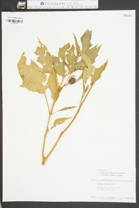 Datura stramonium image