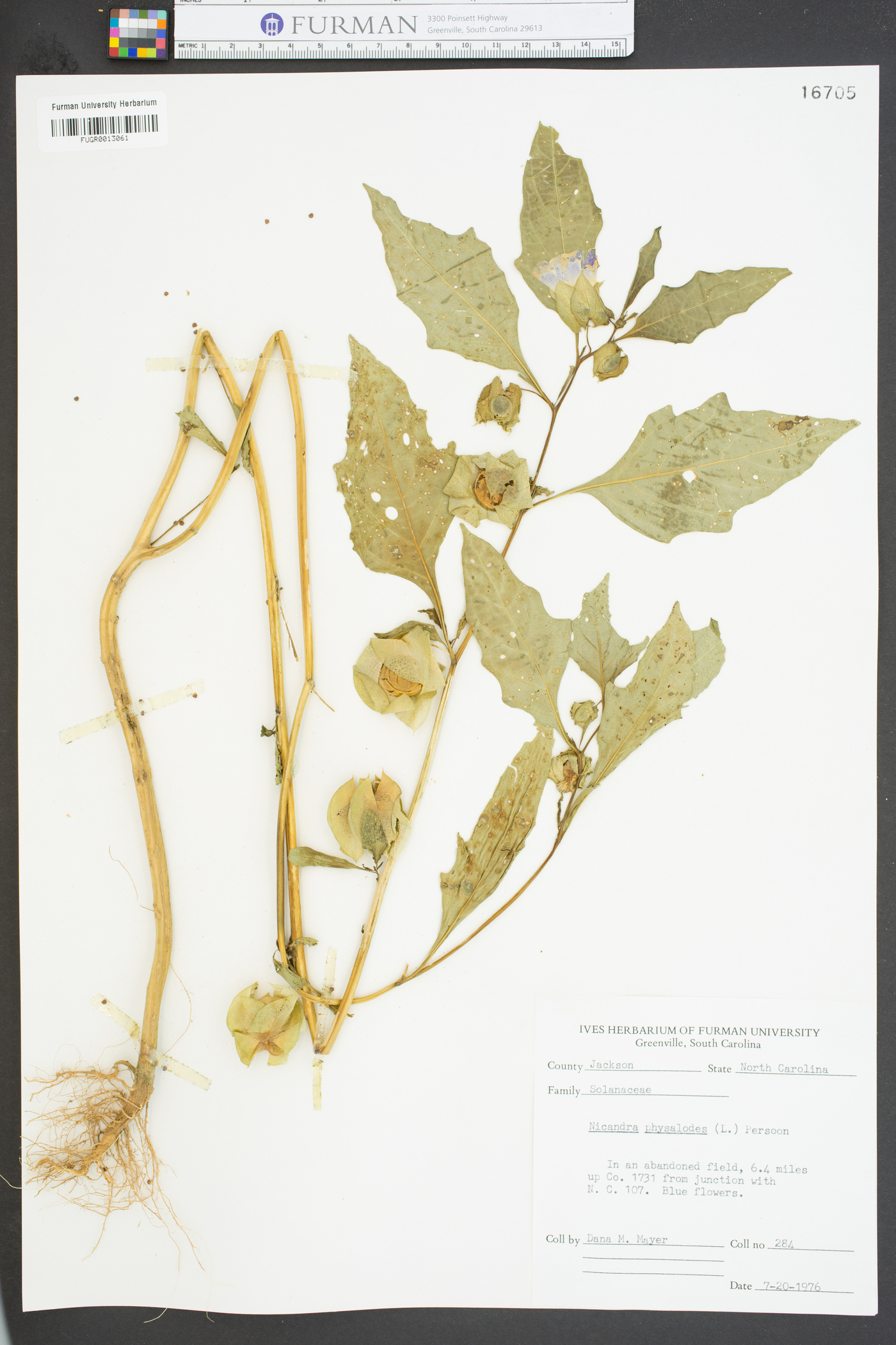 Nicandra physalodes image