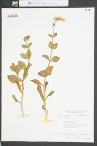Petunia nyctaginiflora image