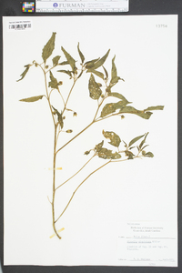 Physalis virginiana image