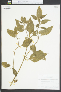 Solanum americanum image