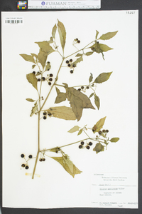 Solanum americanum image