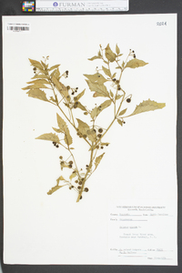 Solanum nigrum image