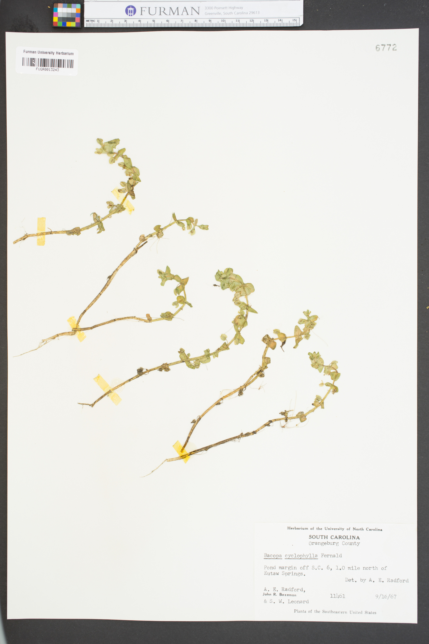 Bacopa cyclophylla image