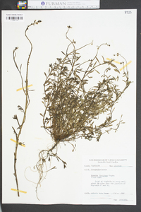 Linaria floridana image