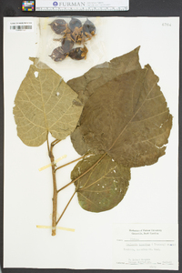 Paulownia tomentosa image