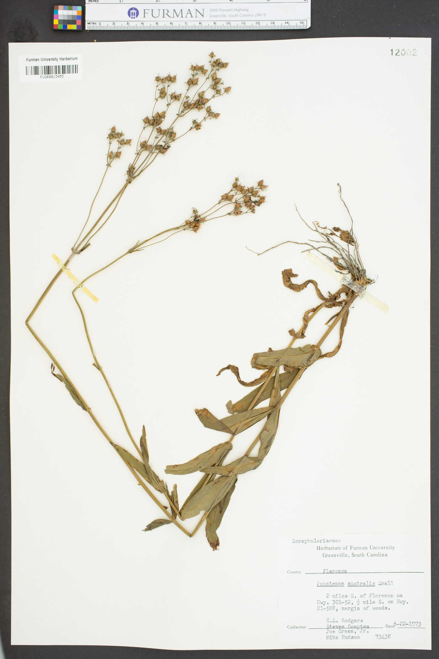 Penstemon australis image