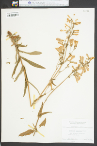 Penstemon australis image