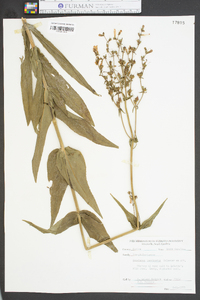 Penstemon laevigatus image