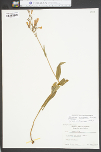 Penstemon laevigatus image