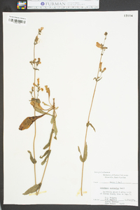 Penstemon australis image