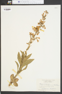 Penstemon australis image