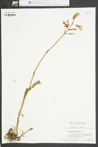 Penstemon hirsutus image