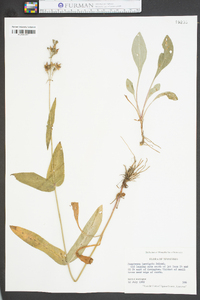 Penstemon laevigatus image