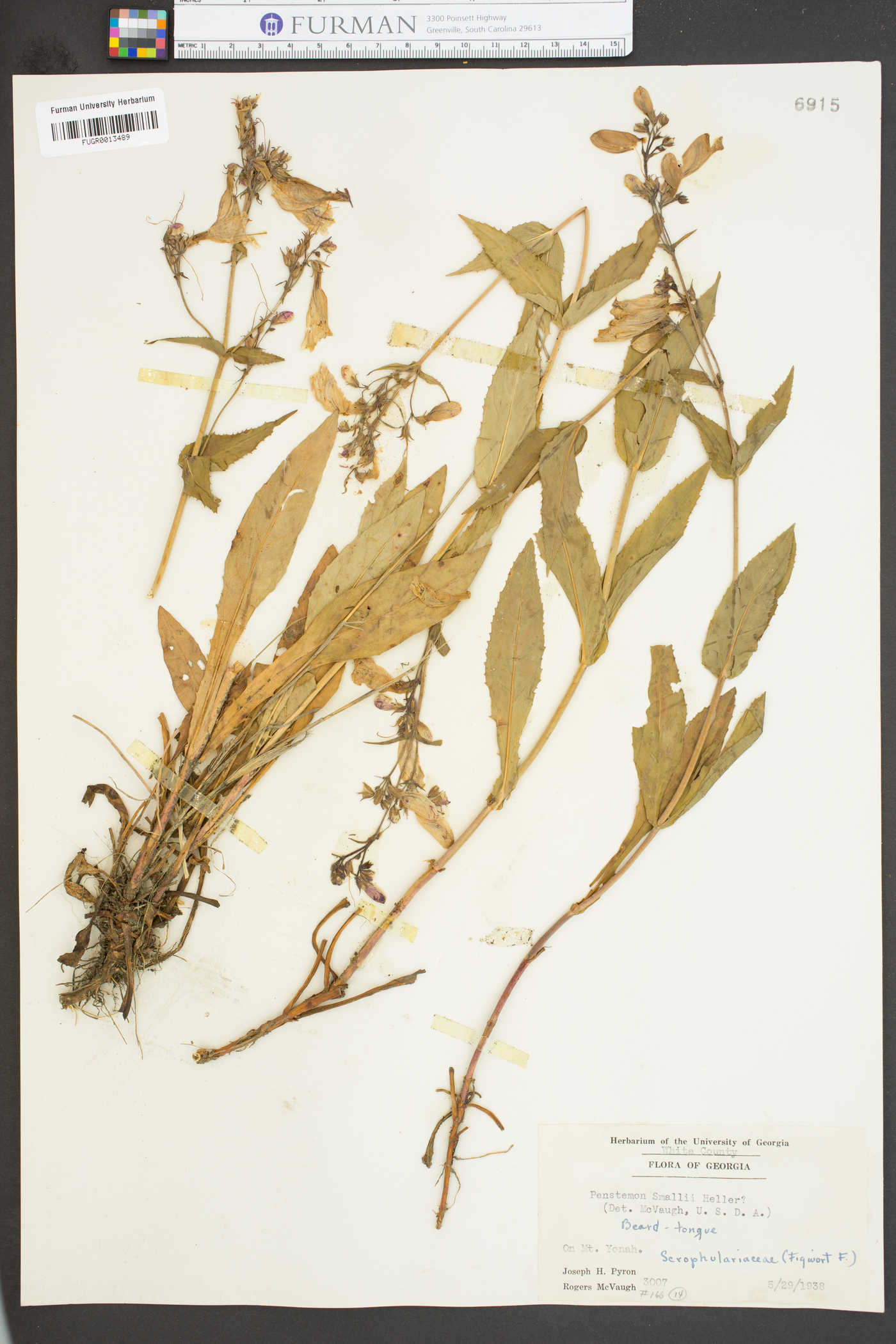 Penstemon smallii image