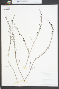 Seymeria cassioides image