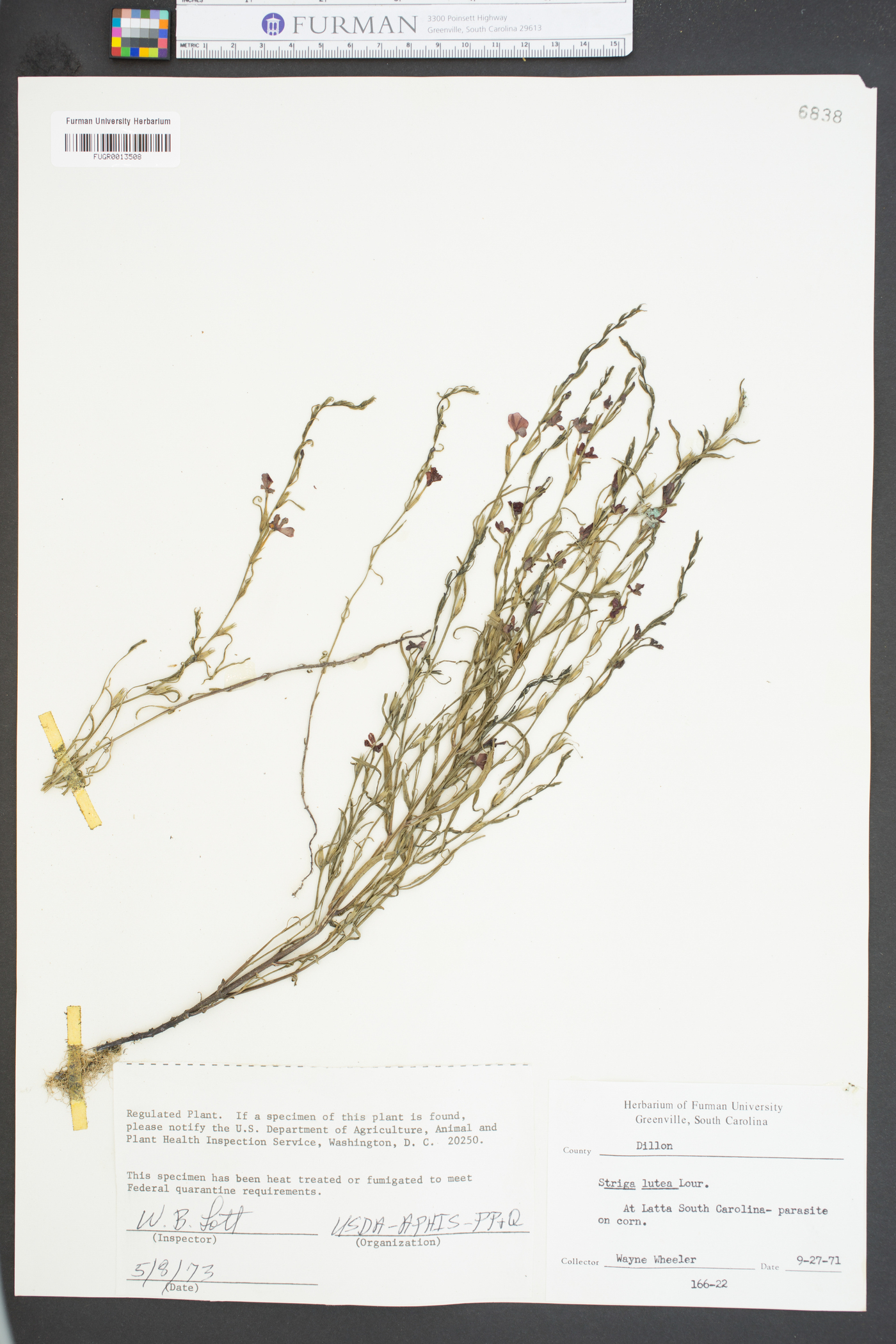 Striga lutea image