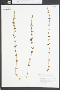 Tragiola pilosa image