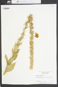 Verbascum phlomoides image