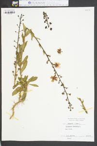 Verbascum blattaria image