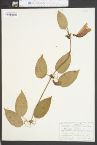 Bignonia capreolata image