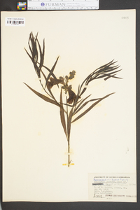 Chilopsis linearis image